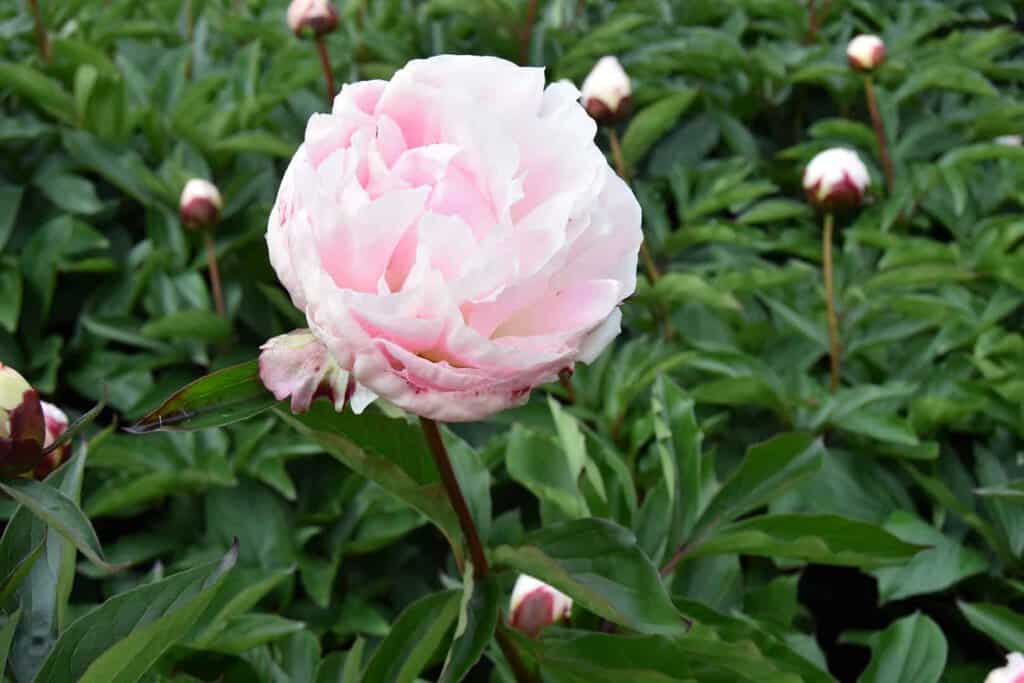 Paeonia lactiflora 'Shirley Temple' ---